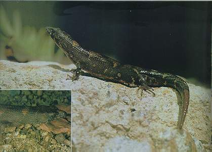 Chinese Waterside Skink