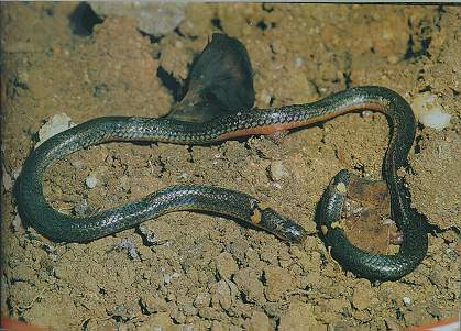 Northern Reed Snake