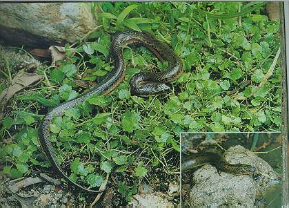 Chinese Water Snake