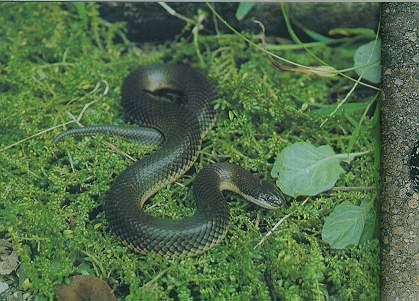 Plumbeous Water Snake