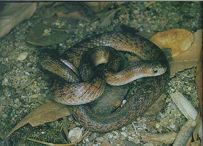 Golden Kukri Snake