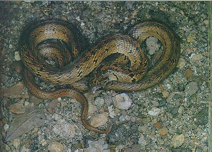 Taiwan Kukri Snake