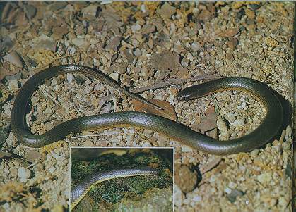 Anderson's Stream Snake