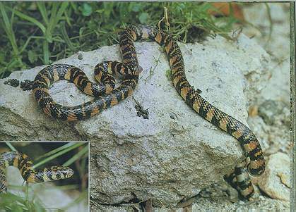Banded Stream Snake