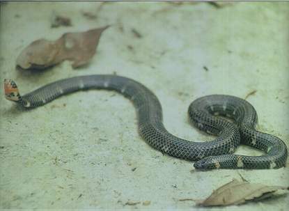 Red-tailed Pipe Snake (non-venomous)