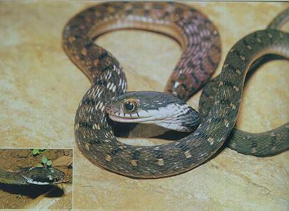 Speckeld Keelback
