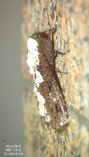 Xyleutes persona