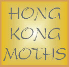 Hong Kong Moths
