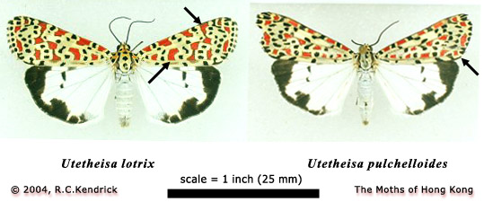 set specimens of Utetheisa lotrix (left) and U. pulchelloides from Hong Kong