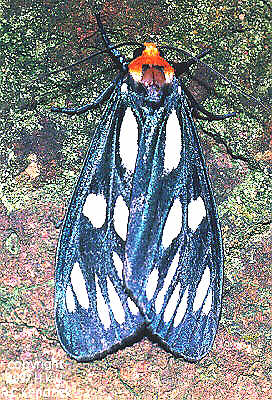 Macrobrochis gigas
