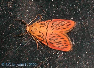 <b><i>Miltochrista dentifascia</i></b>