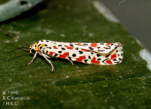 Utetheisa lotrix