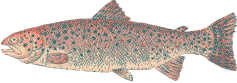 Rainbow Trout