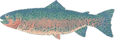 Rainbow Trout