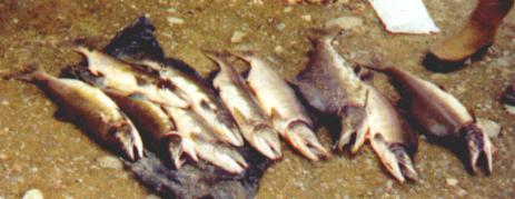 Alaskan Salmon catch