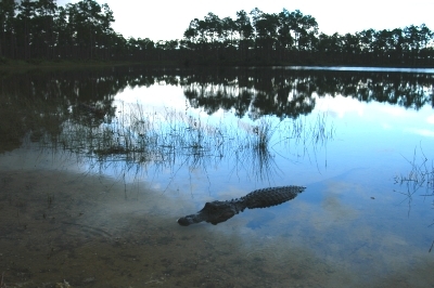 Alligaattori m�nnikk�isen j�rven rannassa, Everglades, Florida 16.8.-04