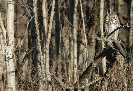 Amerikanhuuhkaja (Bubo virginianus) aamuauringossa, Genesee, Alberta 3.2.-06