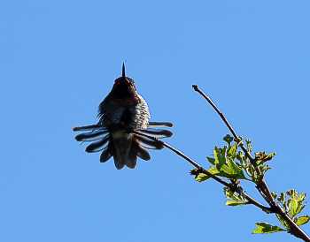 Anna's hummingbird Calypte anna, jp k, Victoria, British Columbia 14.4.-04