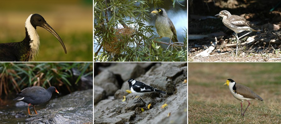YLH: Straw-necked ibis (Threskiornis spinicollis), Noisy miner (Manorina melanocephala), Bush stone-curlew (Burhinus grallarius). ALH: Dusky moorhen (Gallinula  tenebrosa), Magpie-lark (Grallina cyanoleuca), Masked lapwing (Vanellus miles). Brisbane, Australia, 9.-13.8.2005