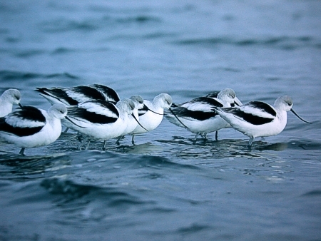 Amerikanavosetit (Recurvirostra americana) hytisev�t pakkasissa. Miquelon Lake, Alberta, 23.10.-04