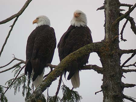 Valkop��merikotkat pihapuussamme (Tofino 12.4.03)