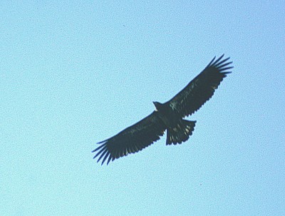 Valkop��merikotka (Haliaeetus leucocephalus), 1-kv. Edmonton, Alberta 10.-03