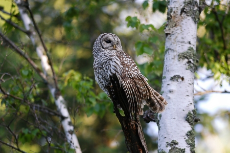 Barred owl Strix varia, Edmonton, Alberta 19.6.-04