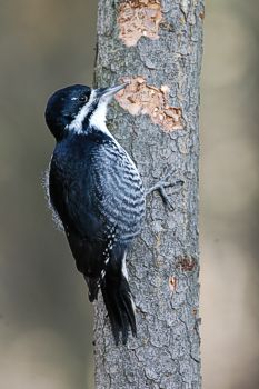 Black-backed woodpecker Picoides arcticus, female; Edmonton, Alberta 24.12.2005