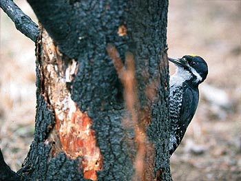 Black-backed woodpecker Picoides arcticus