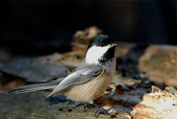 Black-capped chickadee Parus atricapillus; Edmonton, Alberta 28.12.2005