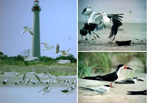 Cape Mayn beacheilla viihtyv�t majakkabongarit, lokit (merilokkeja Larus marinus) ja saksinokat (Rynchops niger). Cape May, NJ, USA syyskuu -03