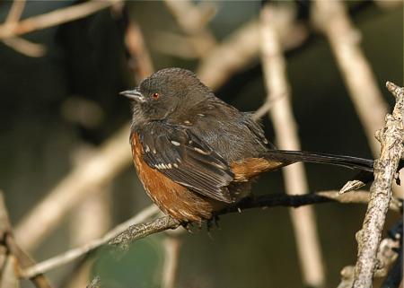 Spotted towhee Pipilo maculatus, Victoria, BC 25.9.-06