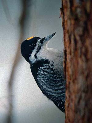 Mustaselk�tikka Picoides arcticus (k; House River, Alberta 12.2.03)