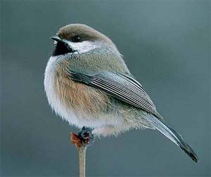 Boreal chickadee Poecile hudsonica (Seba Beach, Alberta 12.3.03)