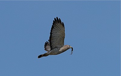 Broad-winged hawk Buteo platypterus, Elk Island, Alberta, toukokuu 2005