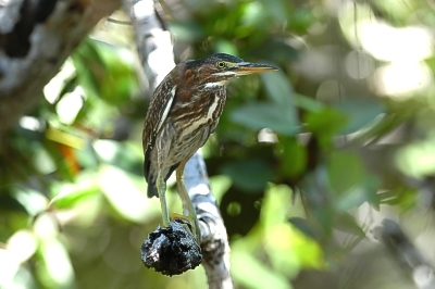 Green heron Butorides virescens, Sugarloaf Key, Florida 22.8.-04