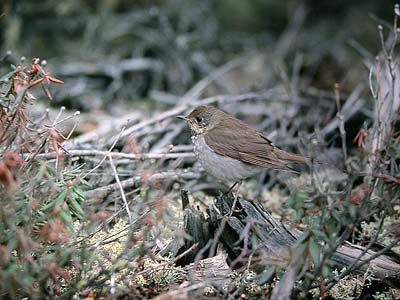 Grey-cheeked thrush Catharus minimus (House River, Alberta 7.5.03)