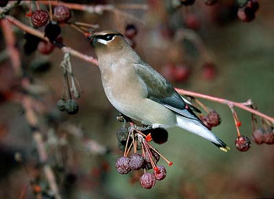 Cedar waxwing (Edmonton, campus helmi 03)