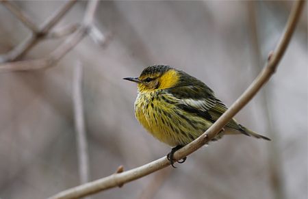 Cape May warbler, Edmonton AB 26.11.2005