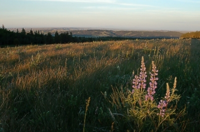 Cypress Hills, Alberta 29.6.-04