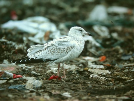 Rengasnokkalokki (Larus delawarensis), 1-kv. Edmonton, Alberta 26.10.-03