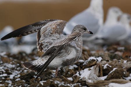 Rengasnokkalokki Larus delawarensis, Edmonton AB 10.11.2005