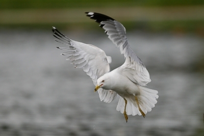 Rengasnokkalokki Larus delawarensis, ad; Edmonton, Alberta 19.6.-04