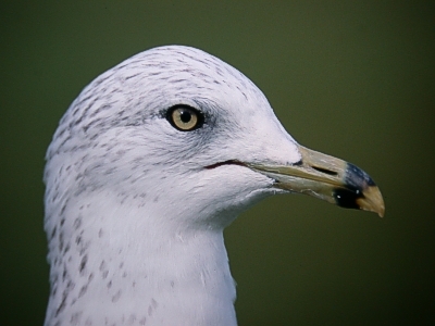 Rengasnokkalokki (Larus delawarensis) n�ytt�� h�ijylt�! Edmonton, Alberta, lokakuu -04