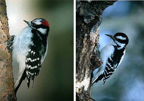 Downy (k, vas.) & Hairy woodpecker (n, oik.) Picoides pubescens & P. villosus (Edmonton, Alberta 16.2. & 10.1.03)