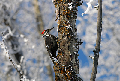 Pileated woodpecker Dryocopus pileatus, Wabamun, Alberta 5.1.-05