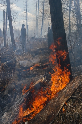 Mets�palo Elk Island National Park'issa 30.4.-4.5.-04