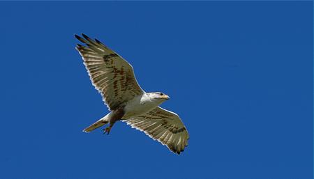Ferruginous hawk Buteo regalis, Bassano, AB 1.6.-06