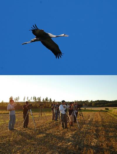 Kurki Grus grus, Tammisaari (ylh.) ja bongaus kanadalaisten kanssa, Siuntio, Suomi 2.9.2005