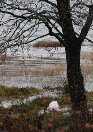 Flamingo (Phoenicopterus ruber). Tammisaari, Sk�ld� 10.11.-07